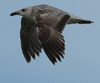 Larus armenicus